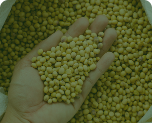 Recuperação Judicial de Cooperativa Agrícola