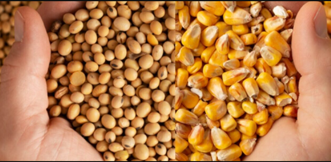 Licenciamento Ambiental para Expansão Agrícola